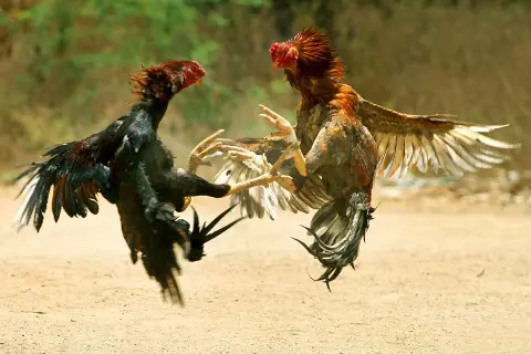 Deux coqs se battent violemment. Pour savoir comment calmer une poule agressive, il faut observer leur comportement.