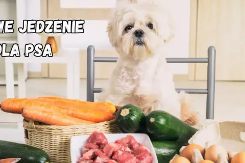 Biały piesek czeka na domowe jedzenie dla psa: marchew, cukinia, mięso i jajka.