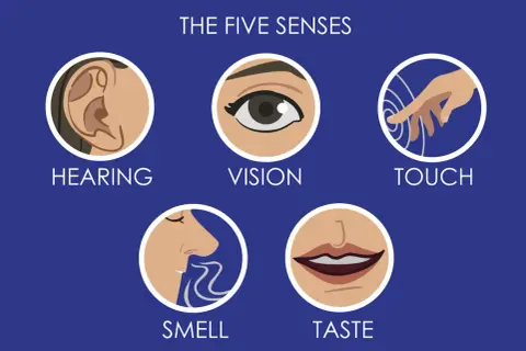 Los cinco sentidos: oído, vista, tacto, olfato y gusto.
