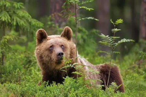 Un ours brun se repose dans la verdure des Alpes, entouré de jeunes arbres et de buissons.