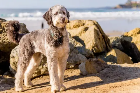 Ein erwachsener Mini Aussiedoodle steht am Strand, umgeben von Felsen.