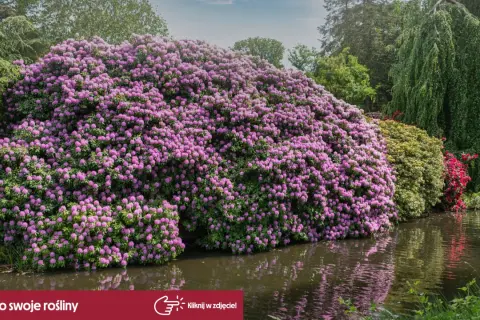 Ogromny, kwitnący rododendron odmiany o fioletowych kwiatach, odbijający się w wodzie.