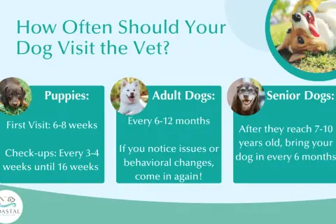 Infographic detailing how often should i take my dog to the vet: puppies (6-8 weeks first visit, check-ups every 3-4 weeks until 16 weeks), adult dogs (every 6-12 months, or if issues arise), and senior dogs (every 6 months after 7-10 years old).