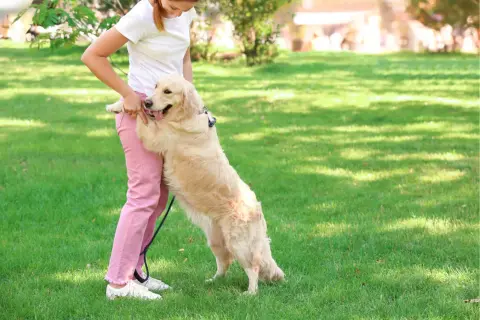 Złoty retriever skacze na właścicielkę, okazując radość. To częsta reakcja, gdy pies chce zwrócić na siebie uwagę lub przywitać się.