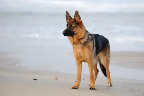 Piękny owczarek niemiecki, o imponującej wysokości, stoi na plaży, wpatrując się w morze.