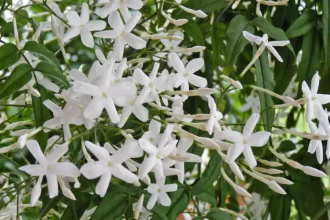 Zarte weiße Jasminblüten und Knospen, bereit zum Jasmin schneiden.