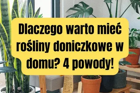 Dlaczego uprawiamy rośliny doniczkowe? Odkryj ich niesamowite korzyści