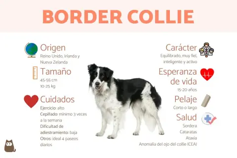 Un border collie negro y blanco, con información sobre su origen, tamaño, cuidados, carácter, esperanza de vida, pelaje y salud.