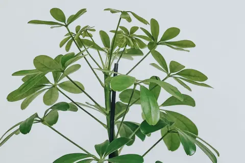 En grön paraplyaralia stickling med många blad som växer uppåt mot en vit bakgrund.