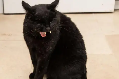 Gato negro con la boca abierta, mostrando sus colmillos y lengua rosada. Parece que tiene tos en gatos.