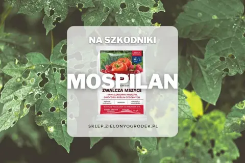 Mospilan zwalcza mszyce i inne szkodniki. Sprawdź mospilan dawkowanie na warzywa, owoce i rośliny ozdobne.
