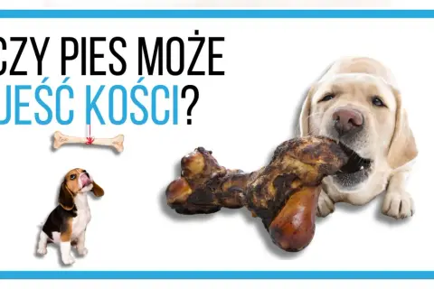 Labrador gryzie kość, a szczeniak beagle patrzy na wiszącą kość. Czy pies może jeść kości?