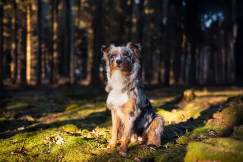 Ein prächtiger Australian Shepherd Showlinie sitzt im Sonnenlicht eines Waldes.