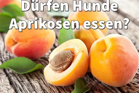 Dürfen Hunde Aprikosen essen? Mehrere saftige Aprikosen liegen auf grobem Holz.