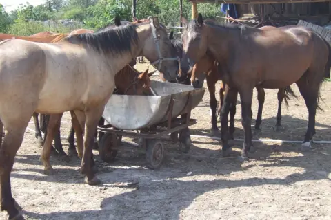 Konie piją z metalowej koryta na wozie w ośrodku jeździeckim w Korzecku.