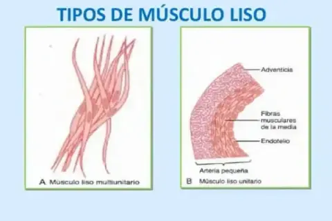 Músculo liso: el motor oculto de tu cuerpo. ¿Cómo funciona?