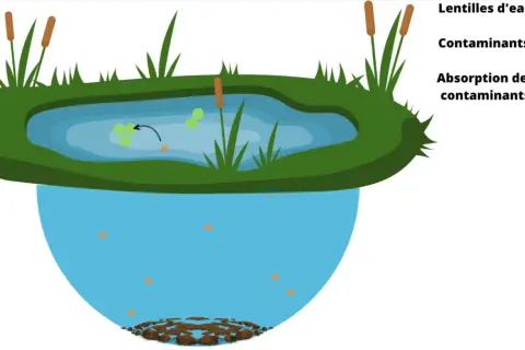 Des lentilles d'eau flottent sur un étang, absorbant les contaminants. L'image montre le processus de dépollution naturelle.