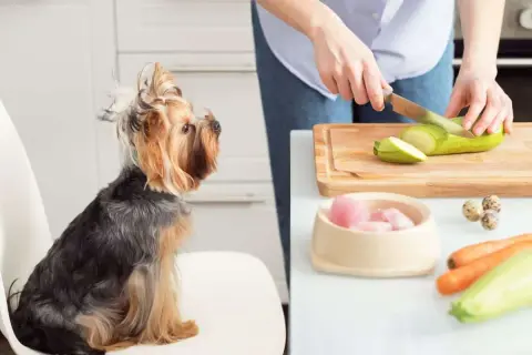 Yorkshire Terrier schaut gespannt zu, wie seine Besitzerin Zucchini schneidet. Gesunde Zutaten für aufbaufutter hund selber machen.