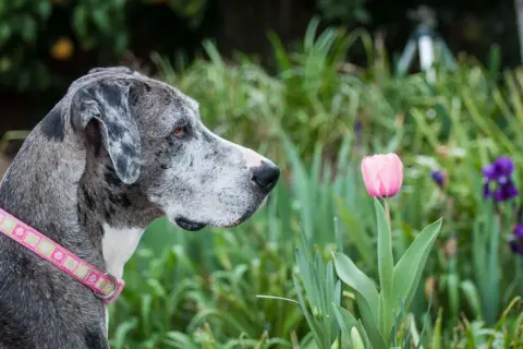 A Great Dane with a pink collar sniffs a delicate pink tulip, surrounded by lush greenery and dog friendly flowers.