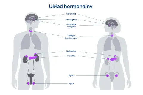 Ilustracja przedstawia kluczowe organy układu hormonalnego u mężczyzny i kobiety, w tym szyszynkę, podwzgórze, przysadkę, tarczycę, przytarczyce, nadnercza, trzustkę, jajniki i jądra.