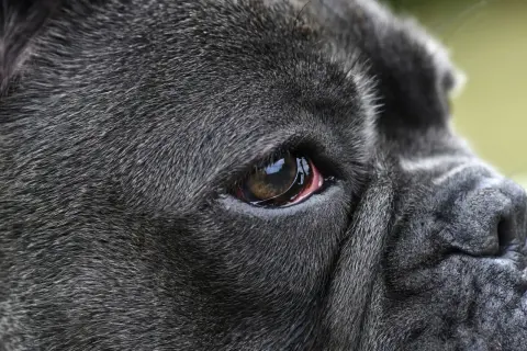 Close-up of a dark-furred dog's eye, showing redness around the eyelid, possibly indicating dog eye allergies.