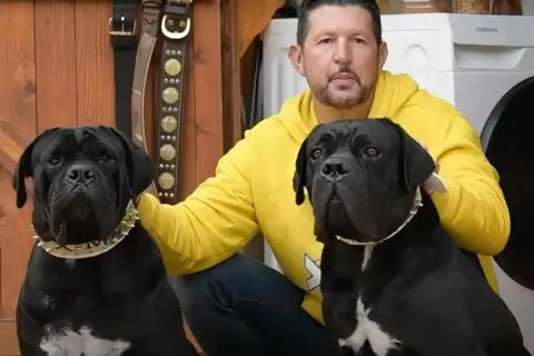 Hombre con dos perros cane corso negro, uno con collar de pinchos.