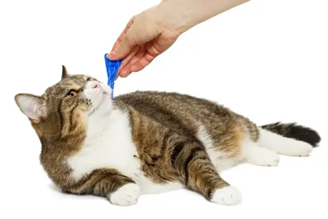 Mano applica prodotto antiparassitario, non veleno per gatti, sul pelo di un gatto tigrato sdraiato.