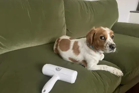 A dog rests on a green couch next to a lint roller, hinting at how to remove pet hair from couch.