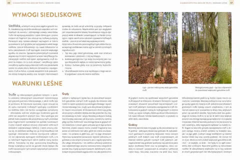 Gdzie rosną trufle? W lasach liściastych, zwłaszcza w grądach, gdzie gleba jest żyzna, a podszycie bujne.