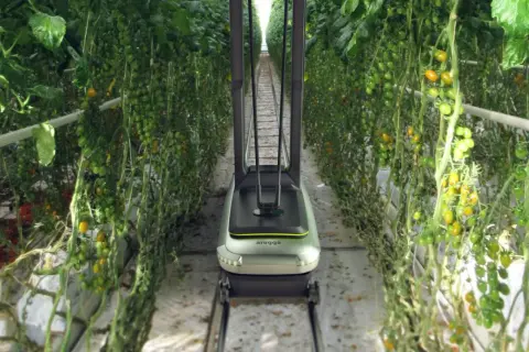 Robot per l'impollinazione artificiale tra file di pomodori in serra.
