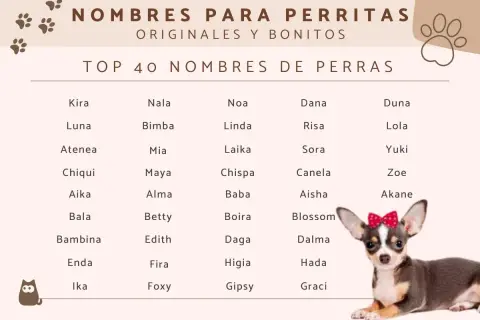 Lista oryginalnych imion dla suczek: Kira, Luna, Atenea, Chiqui, Aika, Bala, Bambina, Enda, Ika, Nala, Bimba, Mia, Maya, Alma, Betty, Edith, Fira, Foxy, Noa, Linda, Laika, Chispa, Baba, Boira, Daga, Higia, Gipsy, Dana, Risa, Sora, Canela, Aisha, Blosso...