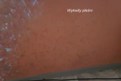 Jak napisać pismo do spółdzielni mieszkaniowej w sprawie grzyba i uniknąć problemów