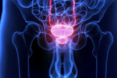 Anatomische Darstellung des Beckens mit Harnblase und Harnleitern, relevant für die S3-Leitlinie Harnblasenkarzinom.