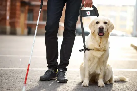 Un cane per ciechi, un golden retriever, attende pazientemente al fianco del suo conduttore, pronto ad accompagnarlo.