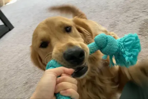 Golden retriever w domu czy na podwórku - co jest lepsze dla psa?