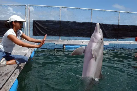 Kobieta w białej czapce i koszulce siedzi na pomoście, a delfin wychyla się z wody.