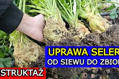 Jak sadzimy selery - krok po kroku do zdrowych plonów w ogrodzie