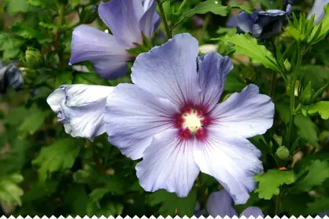 Fleur d'hibiscus lilas, taille adulte, avec des pétales délicats et un cœur pourpre.