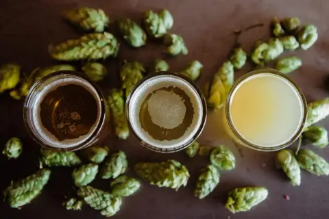 Drei Gläser mit pilsen bier und Hopfen.