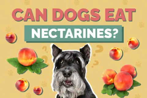 A schnauzer looks at nectarines scattered around, with the text "CAN DOGS EAT NECTARINES?" above.