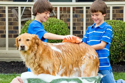 Jak często kąpać golden retrievera, aby uniknąć problemów ze skórą?
