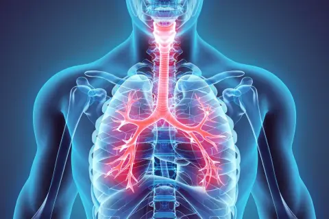 Anatomia ludzkiego ciała z widocznymi czerwonymi oskrzelami i tchawicą.