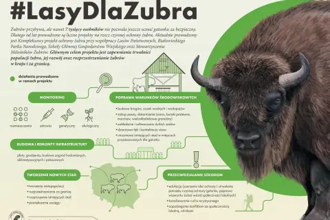 Gdzie są żubry w Polsce? Na mapie widać ich rozmieszczenie, a grafika pokazuje działania na rzecz ochrony tych zwierząt: monitoring, poprawa warunków, budowa infrastruktury i tworzenie nowych stad.