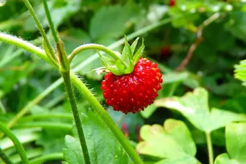 Cuando se planta la fresa: evita errores comunes y elige bien la época