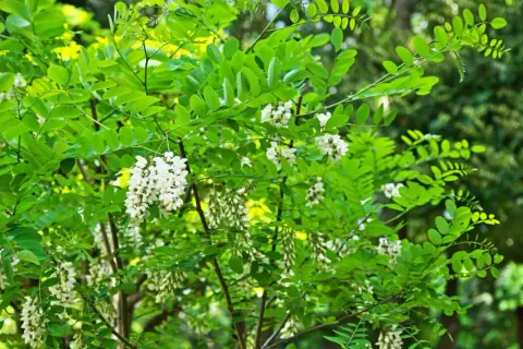 Arbre en fleurs d'acacia, ses grappes blanches parfumées contrastent avec le feuillage vert vif. Un bois dur ou tendre, selon l'espèce.