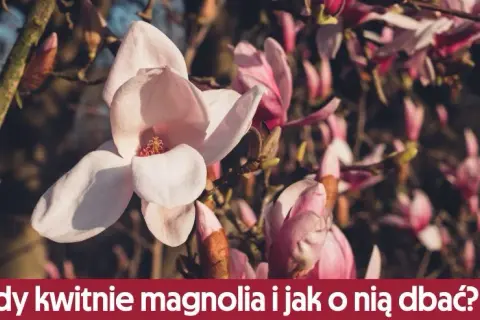 Kiedy magnolia kwitnie po raz pierwszy? Odkryj kluczowe czynniki