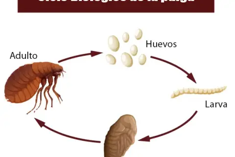 Cómo identificar y eliminar larvas de pulgas en tu hogar eficazmente