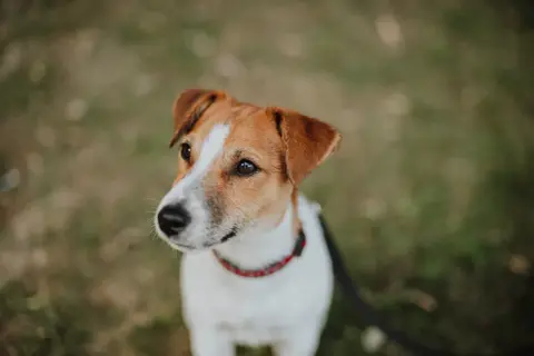 Uroczy jack russell terrier z zaciekawieniem spogląda w bok. Ile żyje taki piesek? Zwykle 12-16 lat.