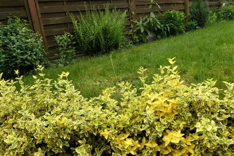Ein bunter Strauch mit gelb-grünen Blättern, Euonymus fortunei, wächst vor einem Holzzaun und sattgrünem Rasen.