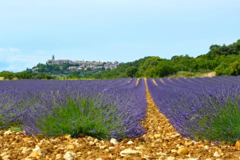 Champ de lavande à perte de vue, avec un village perché en arrière-plan. La Drome offre des paysages magnifiques.